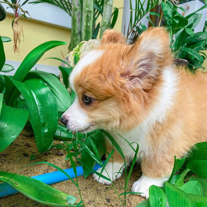 5.6个月的柯基,四个月的小柯基犬该如何喂养