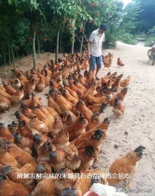 鸡鸭价格低迷销售困难怎么办？这几招来解困