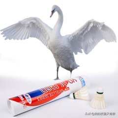 天鹅的故事有什么道理,天鹅的故事主要讲了什么