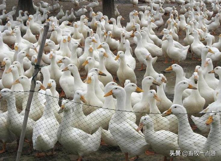 番鸭花肝防治方法,番鸭疾病防治的常用药