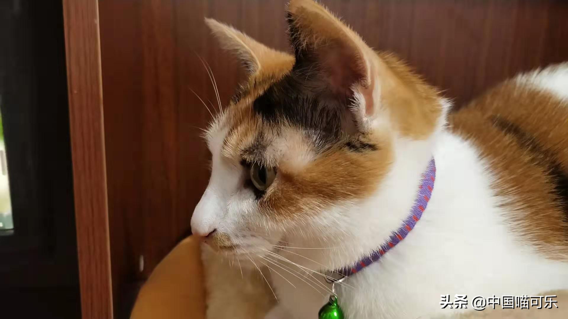 猫被主人遗弃一年后回家,7岁小猫被主人遗弃19公里回家