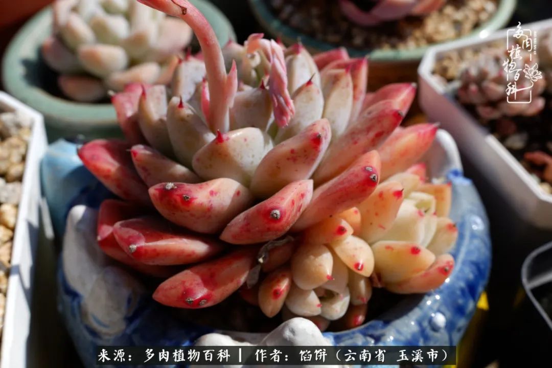 多肉对比图片,多肉对比高清图