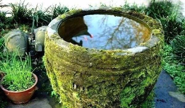 怎么知道鱼缸硝化细菌群建立了,鱼缸长绿藻是硝化细菌没建立好吗