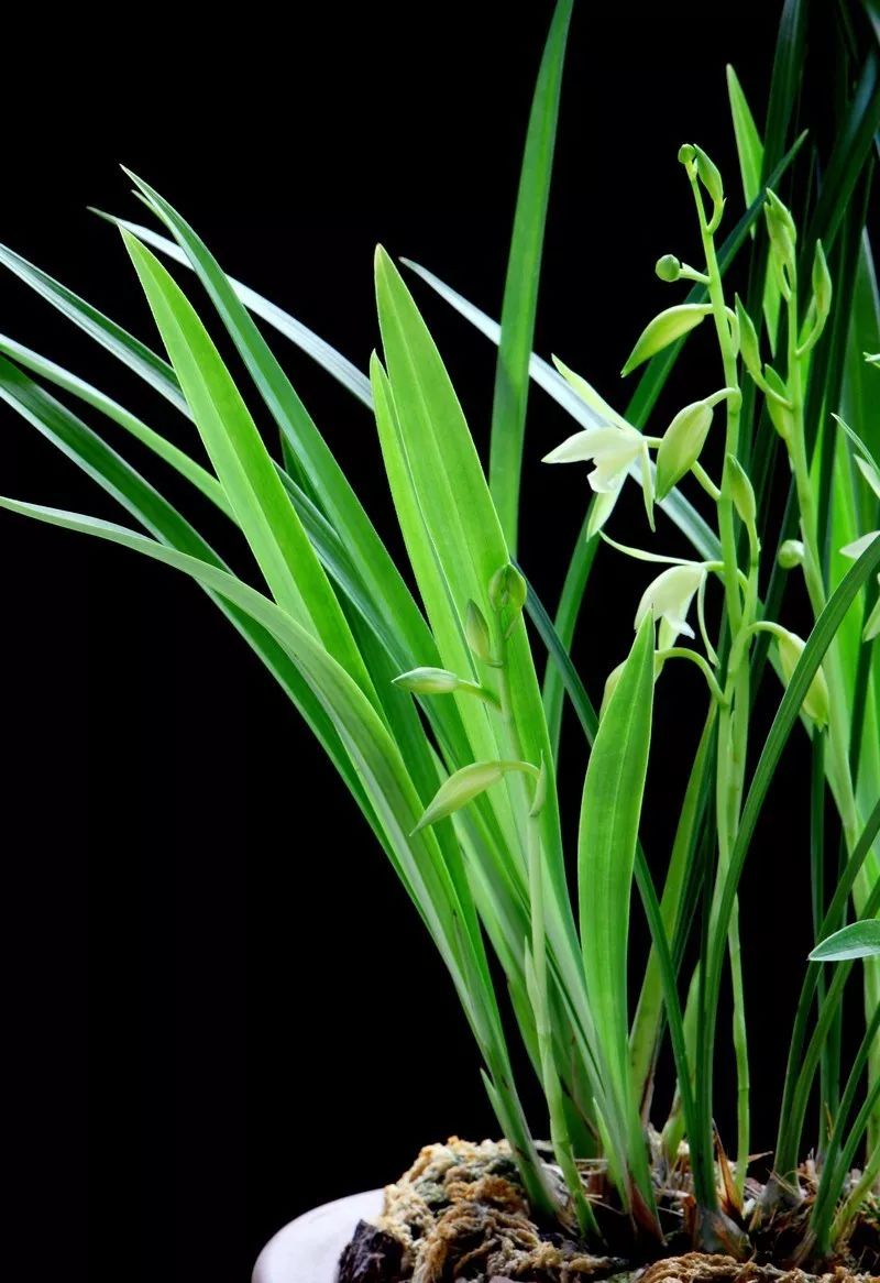 兰花的种植方法如何使其多开花,兰花开花季节可以种兰花吗