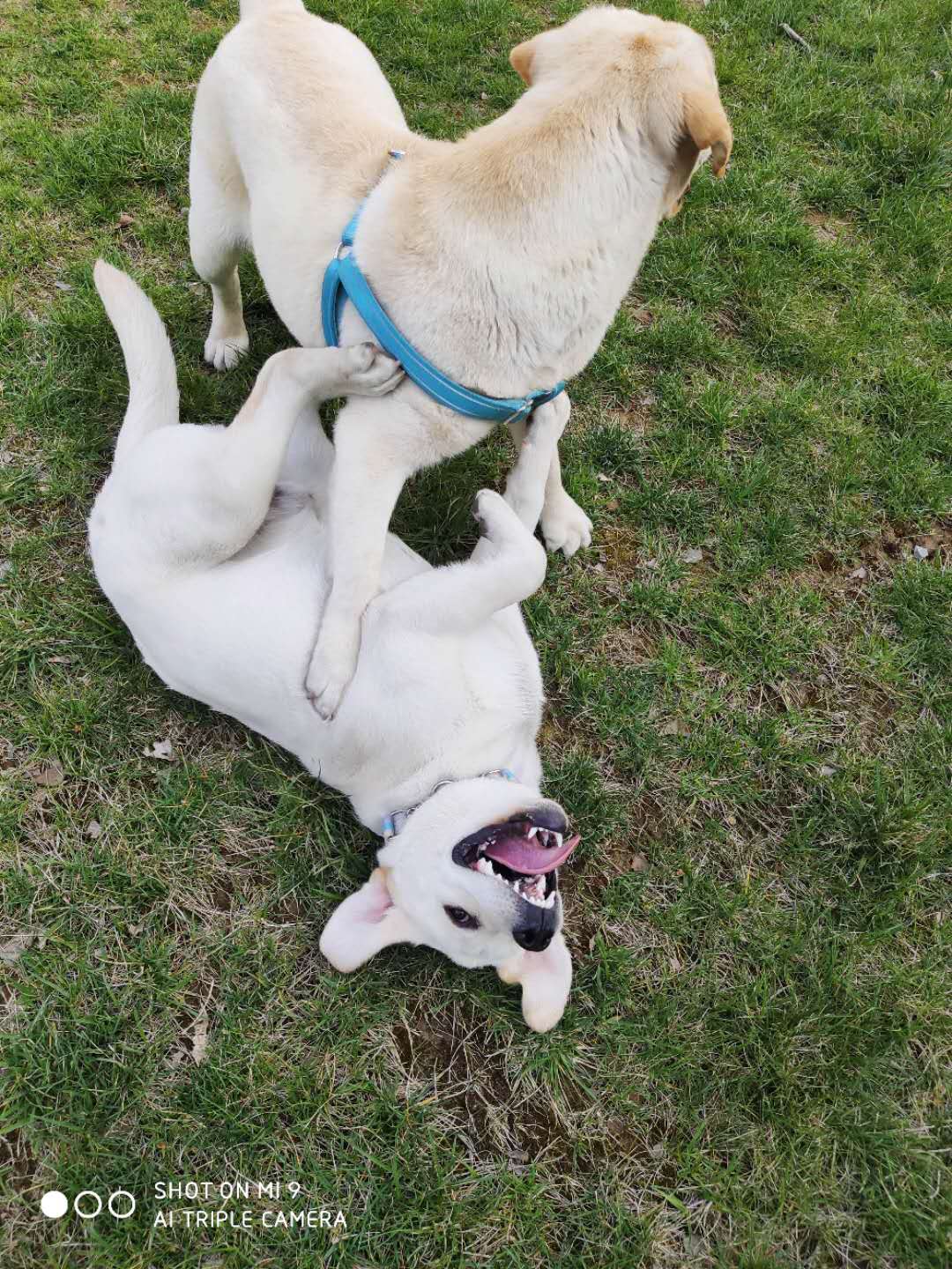 养两只拉布拉多是怎样的体验,养只拉布拉多能收获多种体验