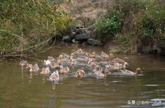 番鸭花肝防治方法,番鸭疾病防治的常用药