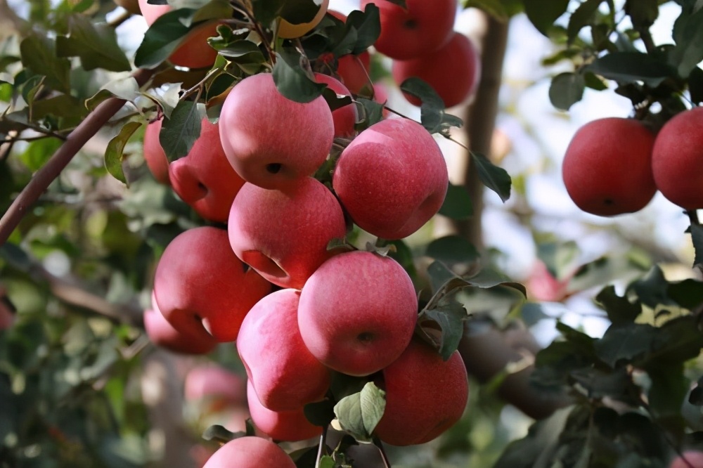 阿克苏地区有哪些县,阿克苏地区市场监督管理局