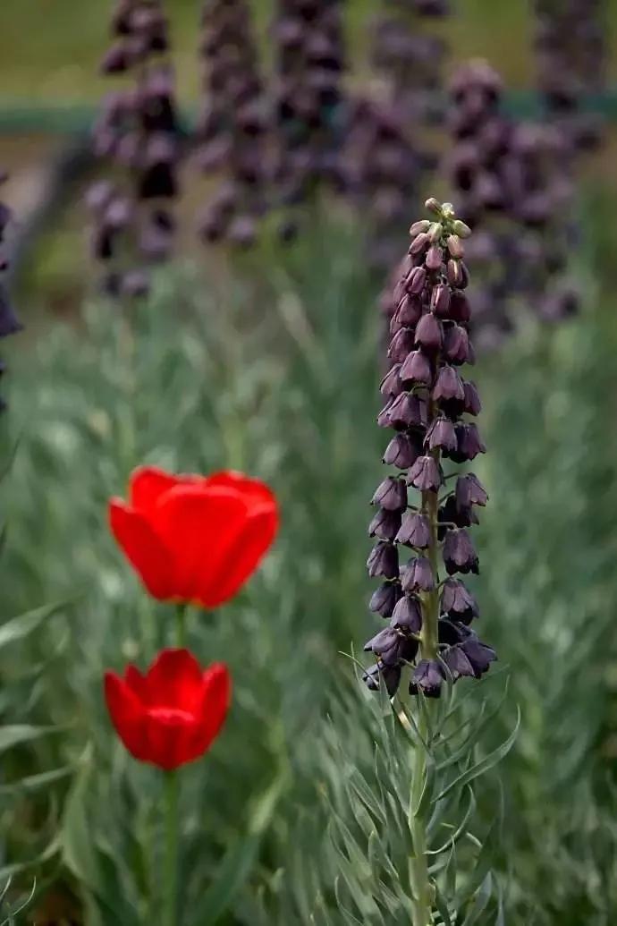50种花材大全,常用鲜切花品种及图片