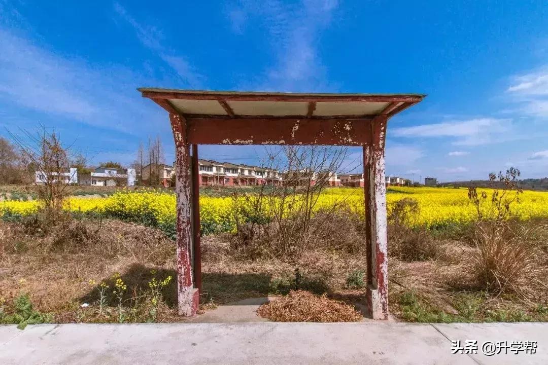 成都看花玩水,成都春游看花