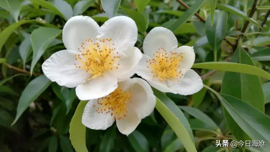 海沧sm新生活广场在哪里,海沧sm新广场