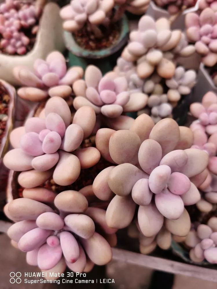 冬日如何更好地养多肉,冬天可以户外养护的多肉