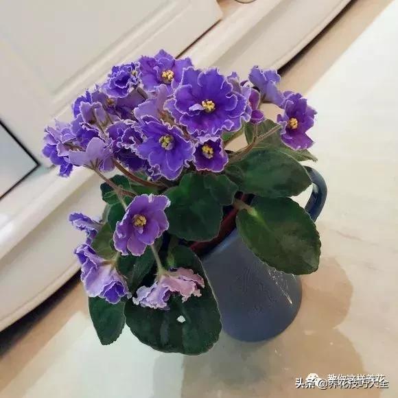 4种耐阴花好看好养活室内也能开,和绿萝长得很像耐阴的植物