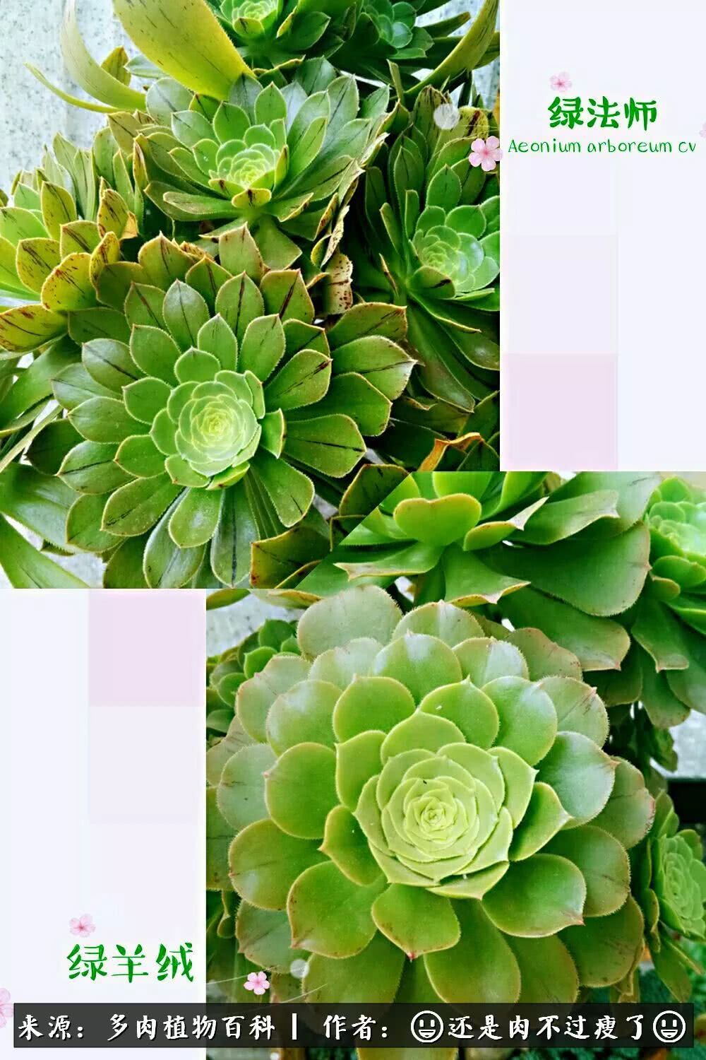 日照弘一法师,日照法师请师父