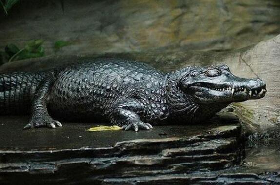 亚马逊河上面为什么不修桥,亚马逊河到底有多可怕没有大桥