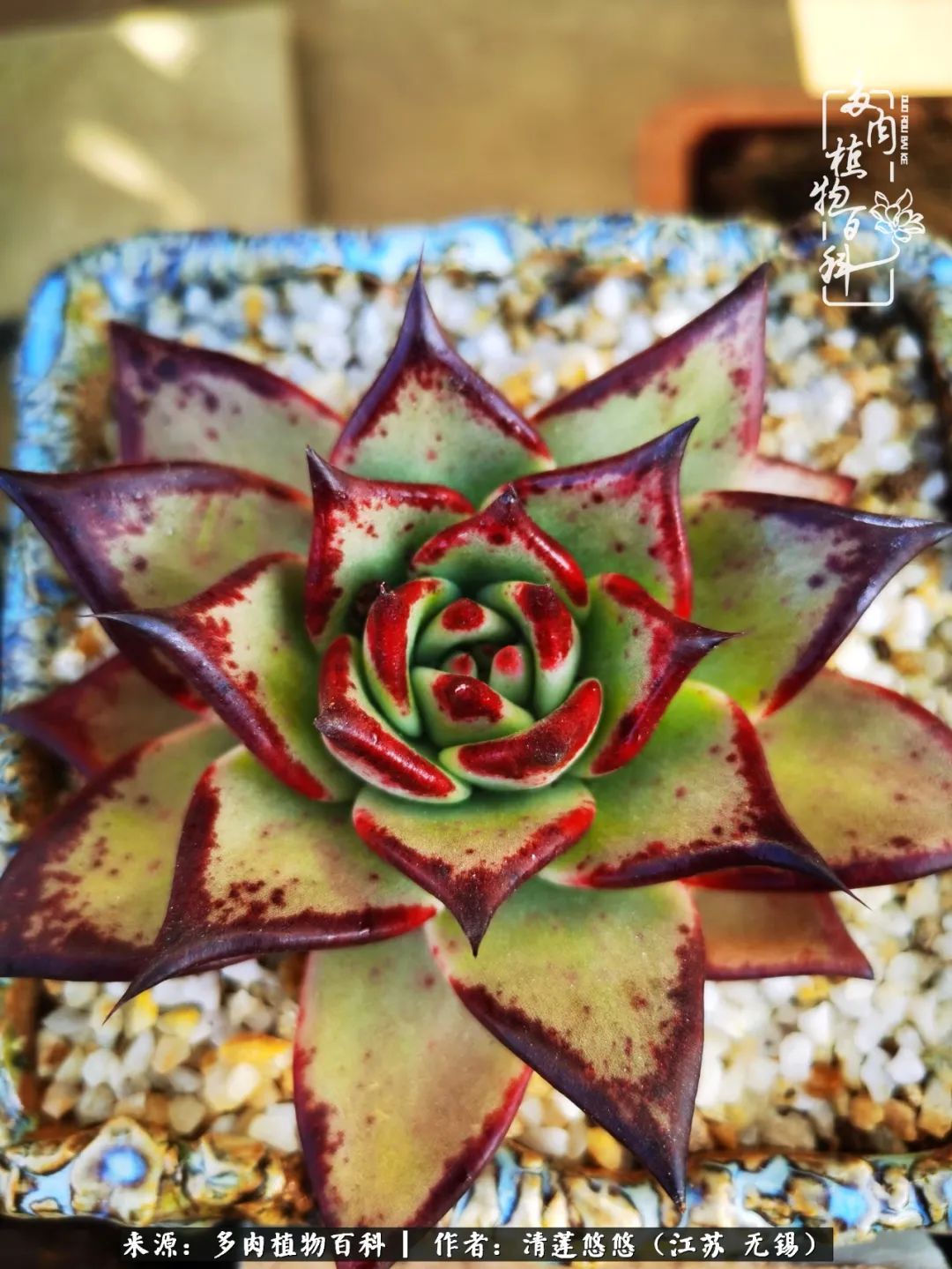 可爱多肉的露脸照,多肉大合照视频