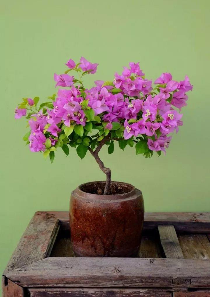 三角梅扦插后新芽黑掉了,三角梅扦插一直泡水会坏吗