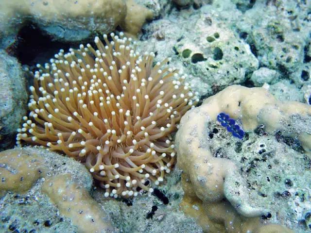 帕劳离境税,帕劳入境最新规定