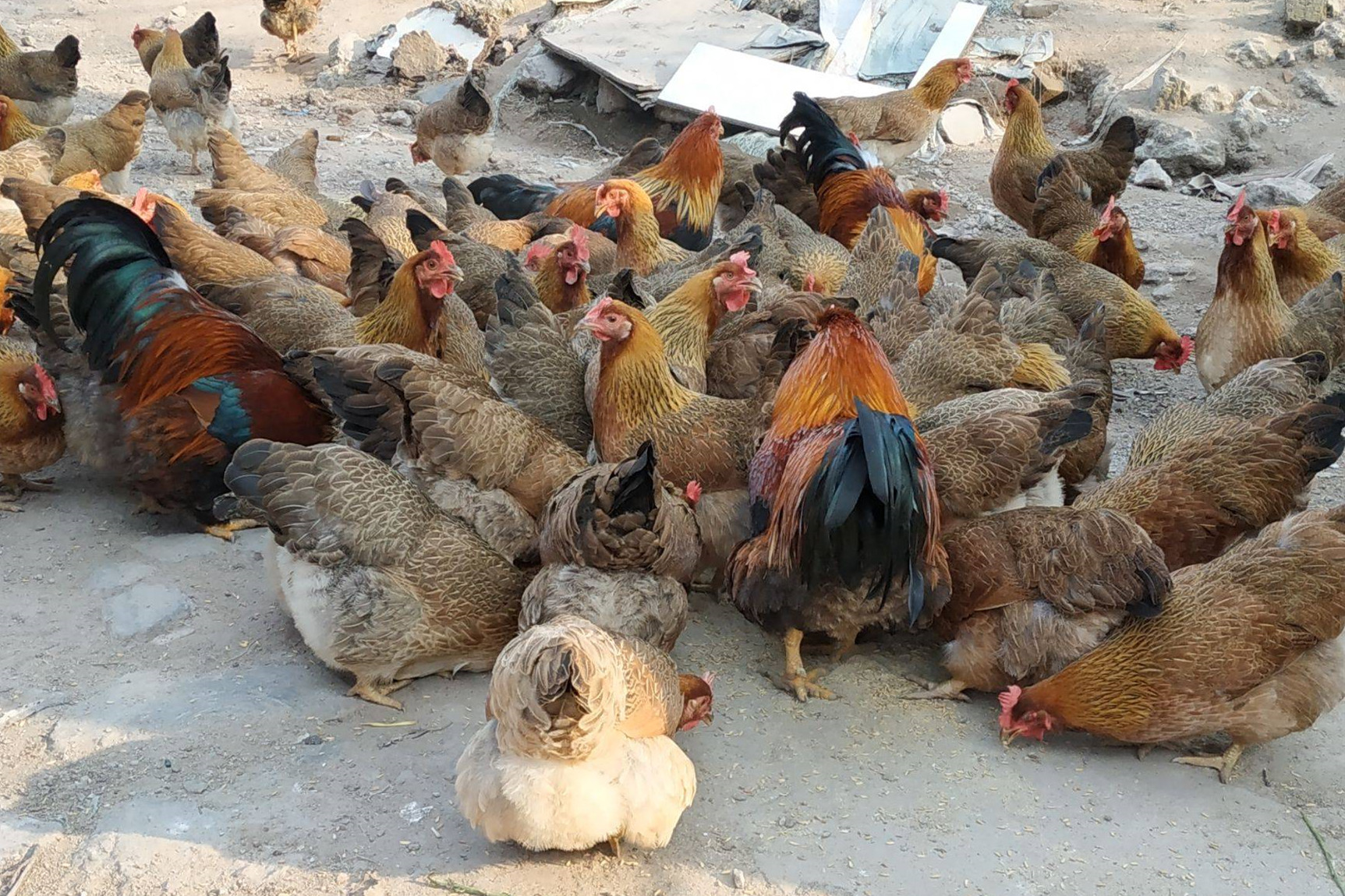 最好吃的土鸡品种排名,哪一品种土鸡最好养最好吃