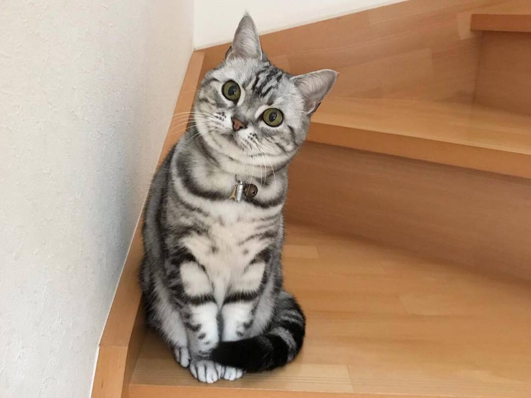 猫吃洋葱有什么反应,猫吃洋葱的症状