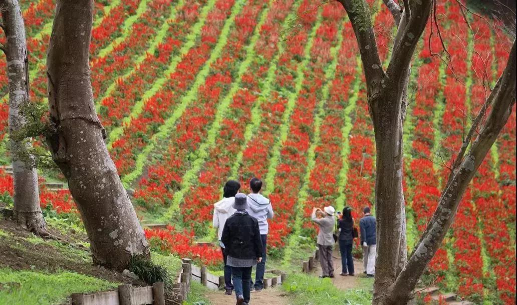 日本农场营收10亿经营秘诀,日本妈妈牧场怎么运营