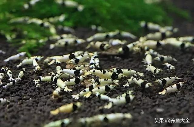 虾爆缸怎么办,极火虾怎么快速爆缸