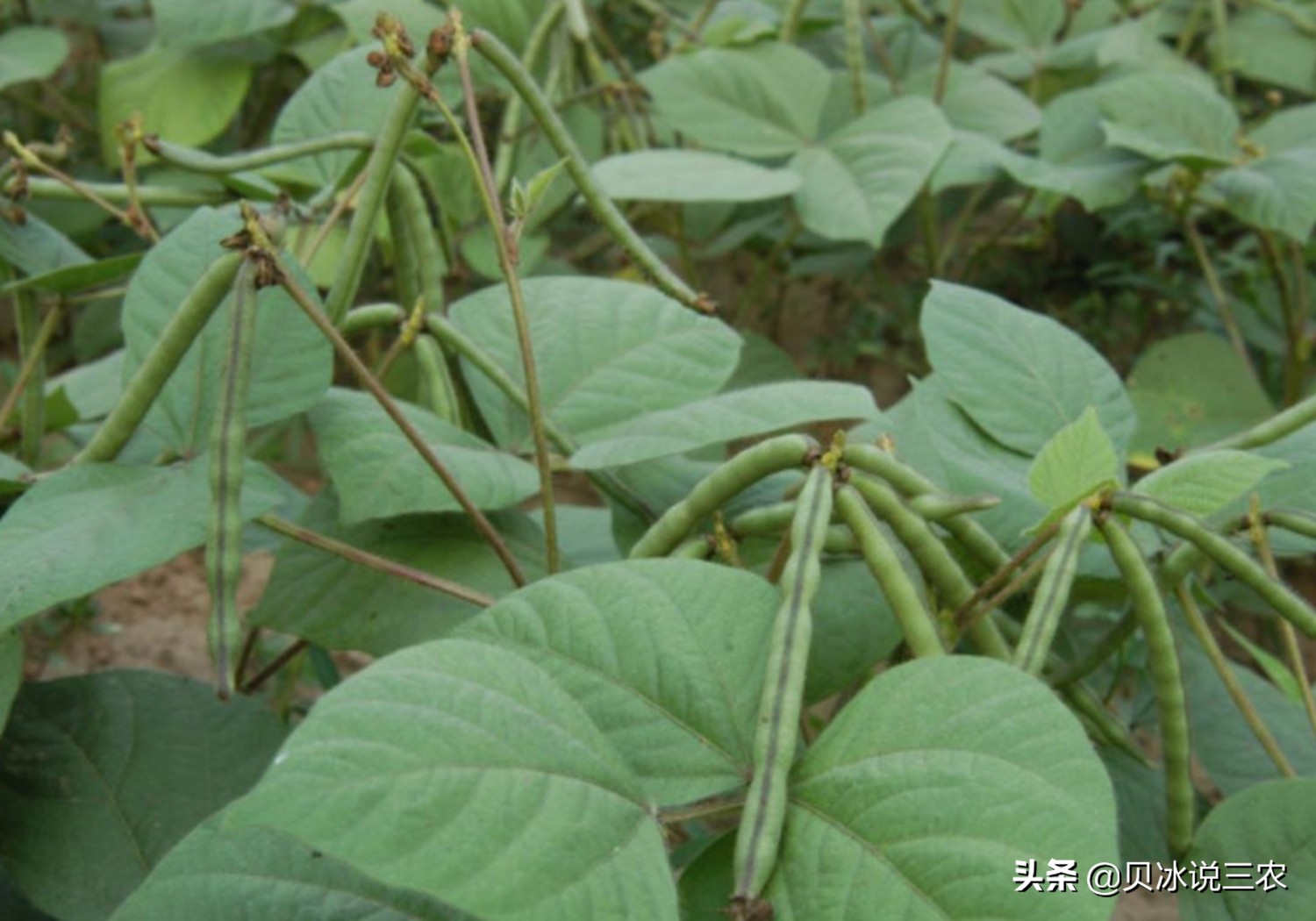 红小豆什么时候种生长期多少天,红小豆种植技术和方法