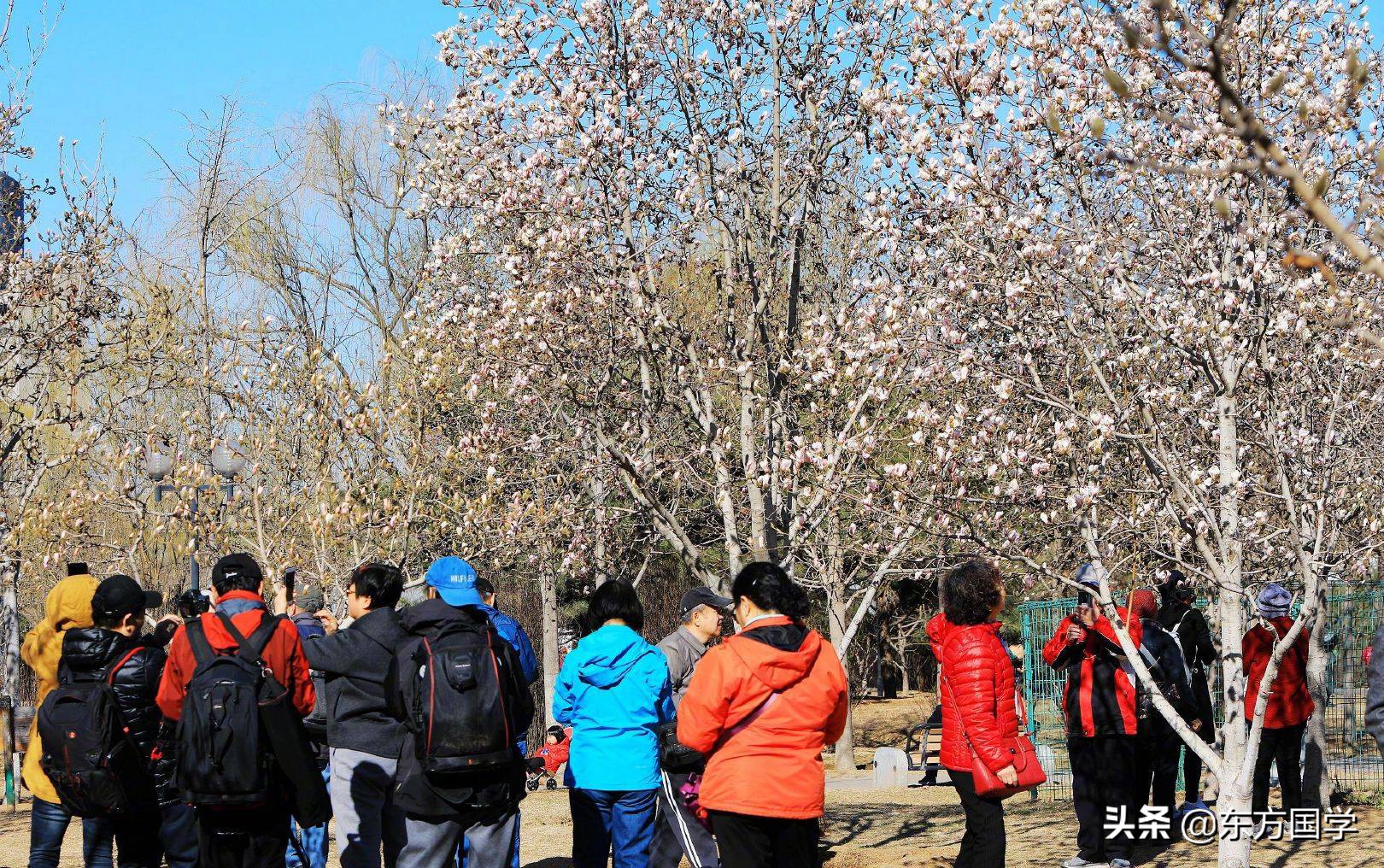 @所有人,周末一起赏玉兰,五处北京玉兰美景