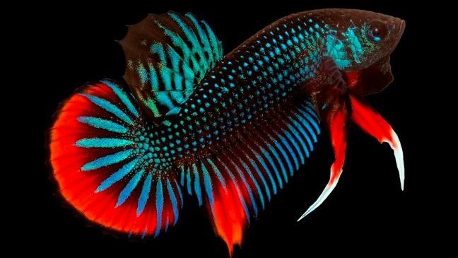 全部泰国斗鱼,泰国斗鱼品种图鉴大全