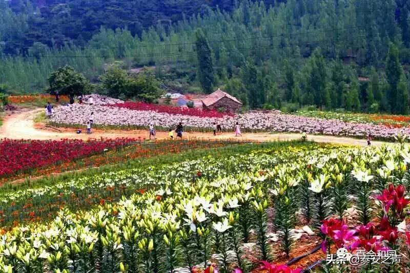 泰山百合和园简介,泰山百合和园