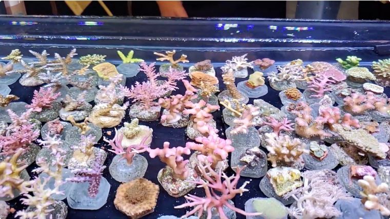 国外珊瑚售卖店和国内有何不同，5种最受欢迎的珊瑚告诉你