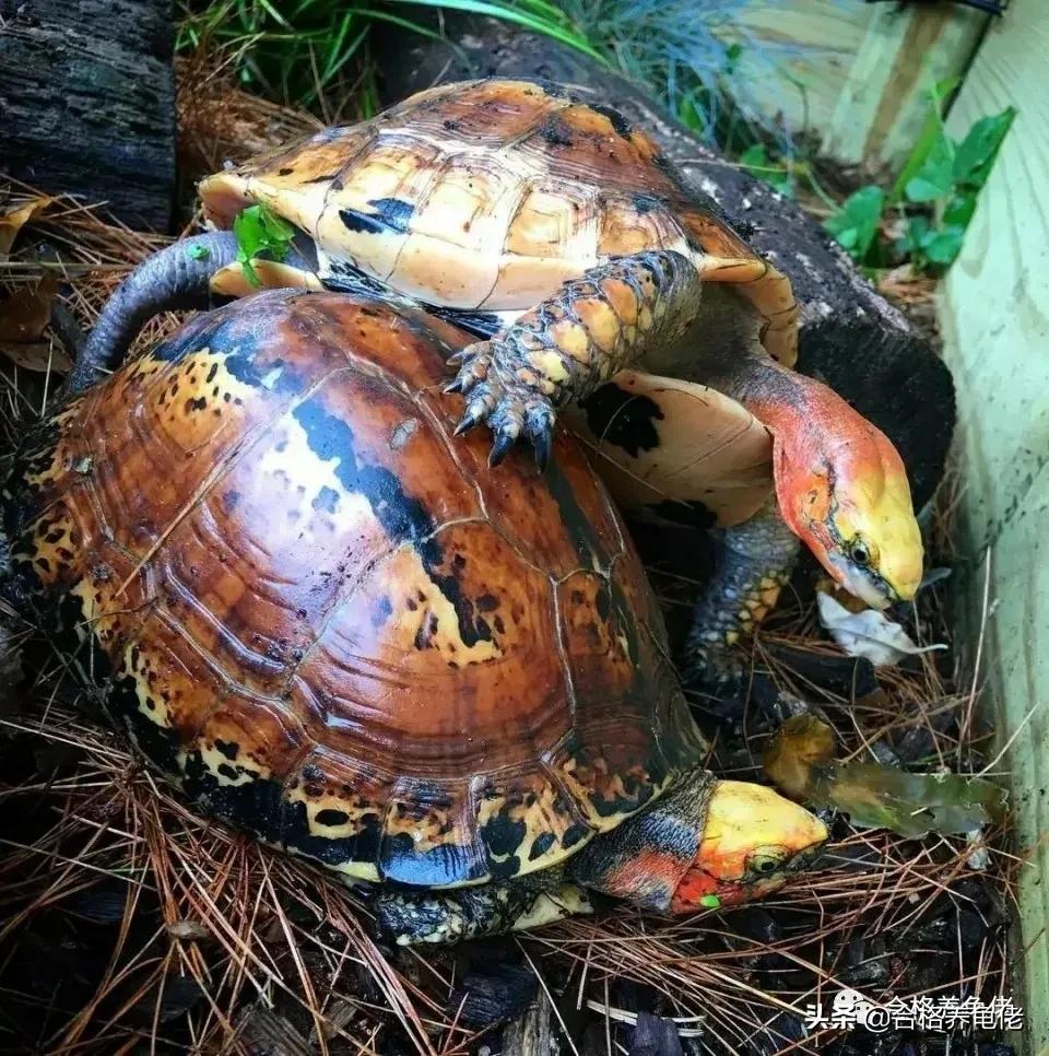 哪种龟看着凶不咬人,新手适合哪种互动性好的龟