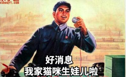 祺鑫养猫实录,穷人养猫实录