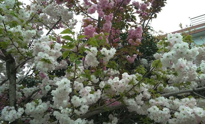 樱花芬兰芳四溢，倩倩咏咏那抹红