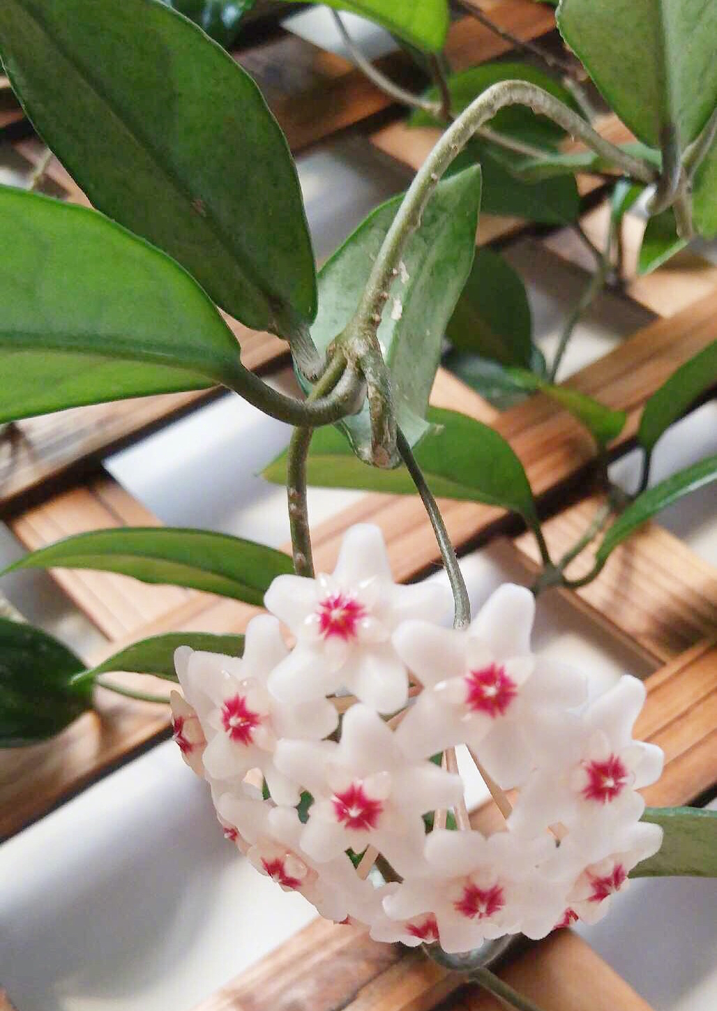 盆栽球兰花的养殖方法,花卉球兰的养殖方法和技巧