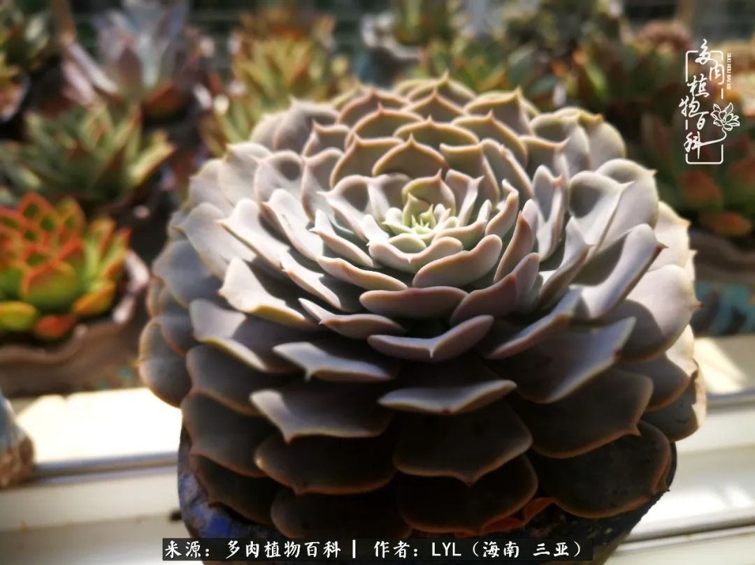 养多肉一年花了3万,养多肉一千多盆