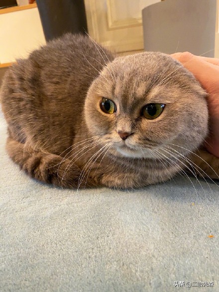 哪个猫粮是性价比之王,谁是性价比之王