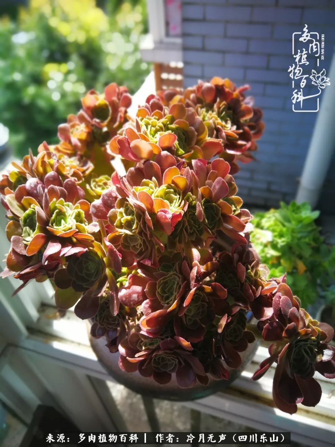 时光见证多肉故事,关于多肉的故事