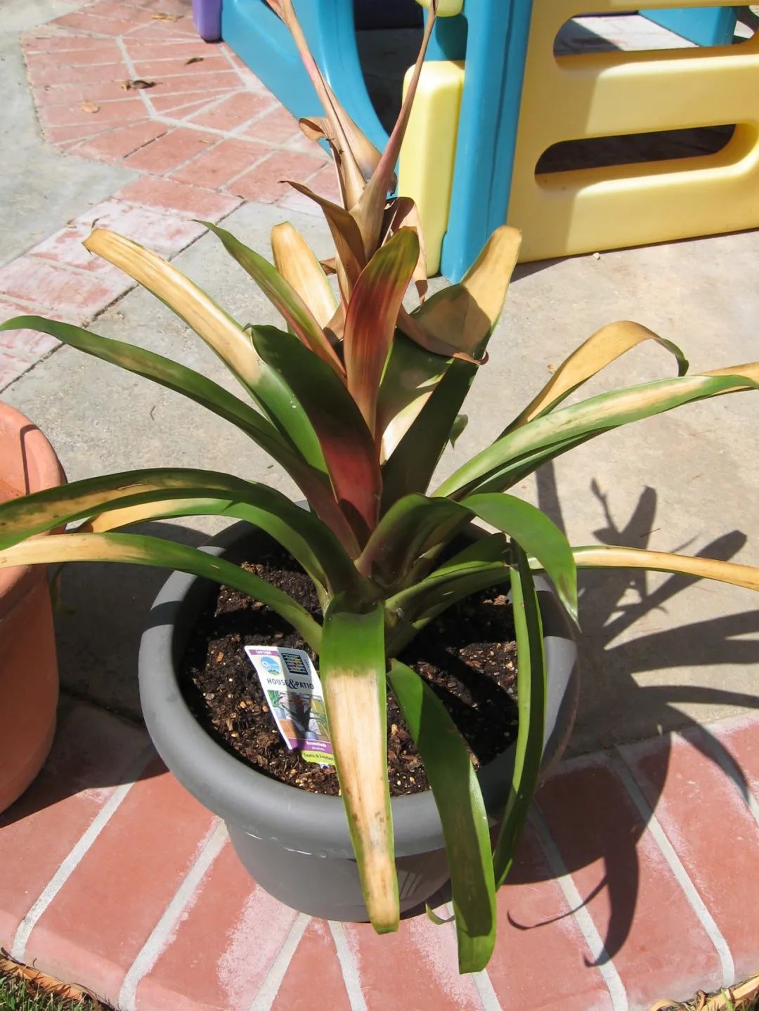 观赏凤梨开花后怎么处理,凤梨花凋谢了怎么养