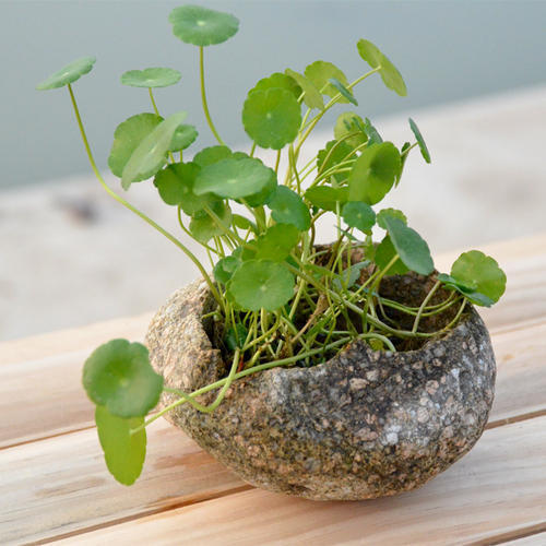 养花消除水藻的方法,水培花有绿藻吗怎么养护