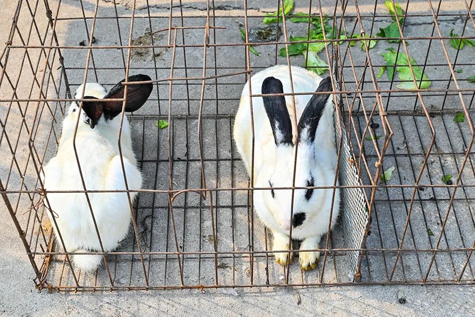 满满的烟火气逛大集真好玩,最值得逛的大集