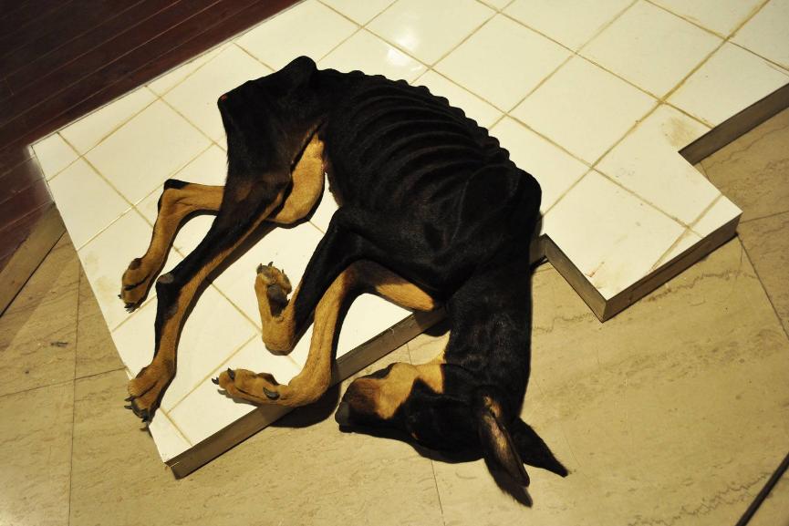 狗狗尿液很粘还瘦了是怎么回事,狗狗太瘦了怎么补救