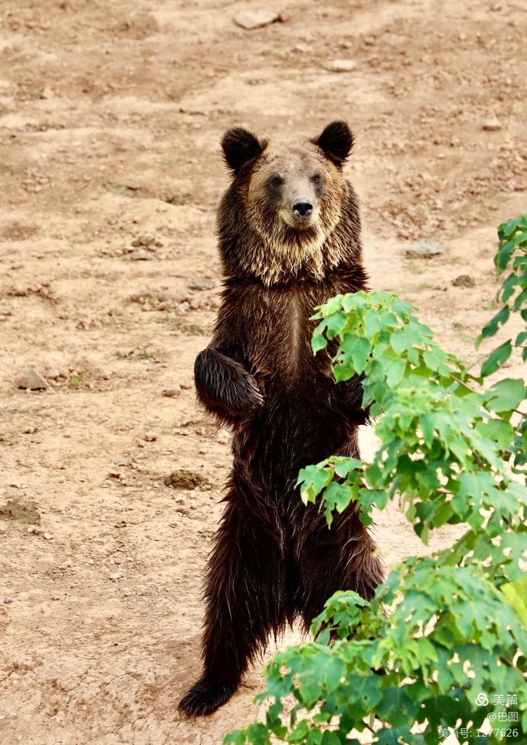 游玩万安山,洛阳万安山游玩攻略