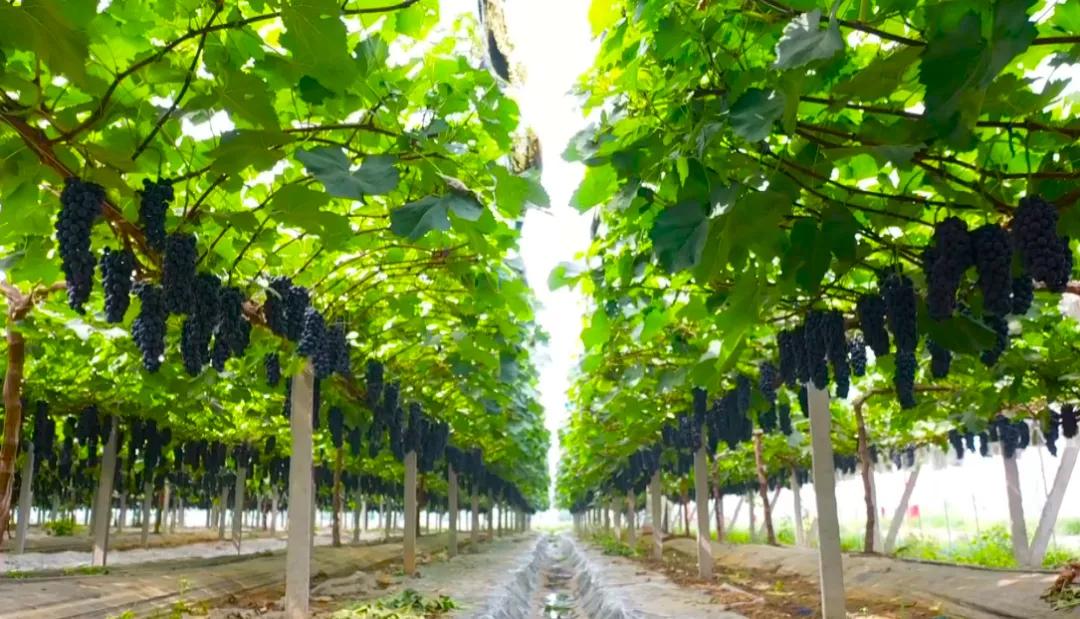 来赴一场雪乡长白山之约,来赴一场冬日的黄金之约