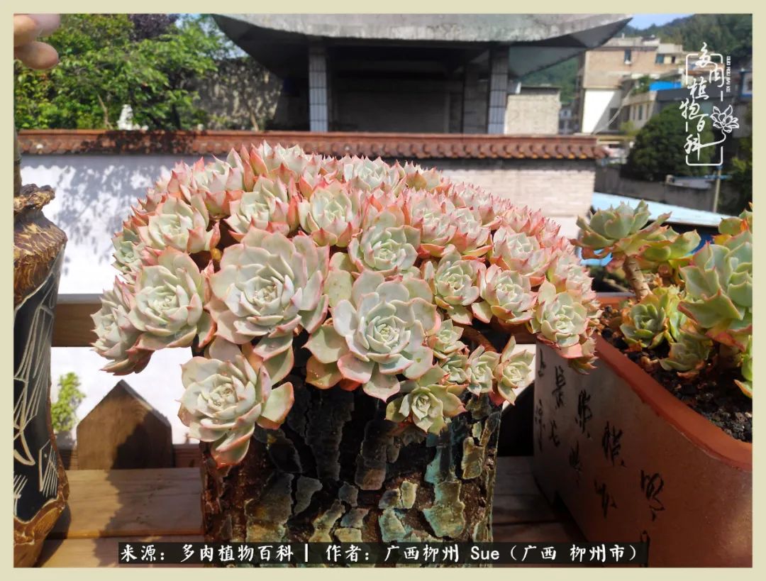 艳阳高照凉爽贵州,我要勤快地捕捉美好!(二)