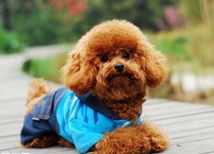 泰迪犬的优点和缺点分别是什么,泰迪犬好养吗都该注意什么