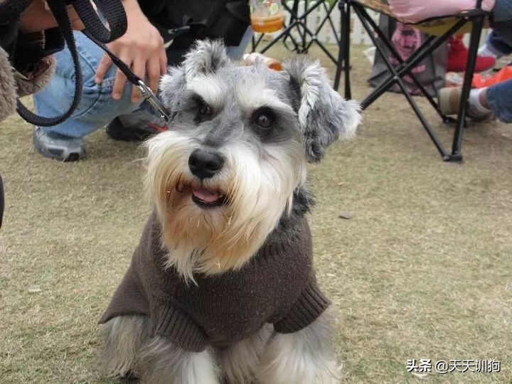 为什么德国犬种那么多,德国大型犬有哪些