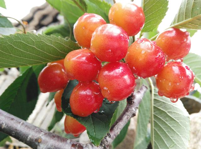 大樱桃什么时候能吃,便宜的大樱桃能吃吗
