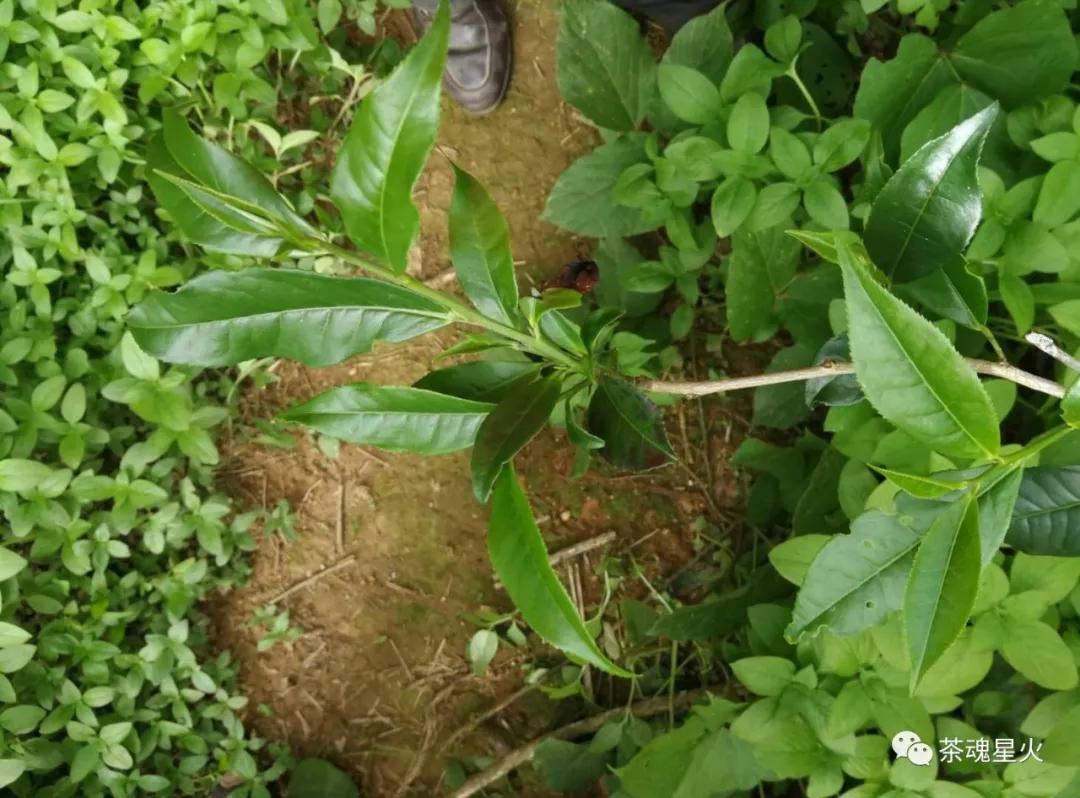 怎样解释“空无茶史”的“遍山古老‘大茶树’”？