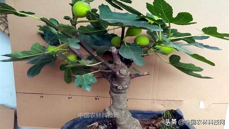 无花果盆栽果子长大了不长叶子,无花果盆栽种植的正确方法