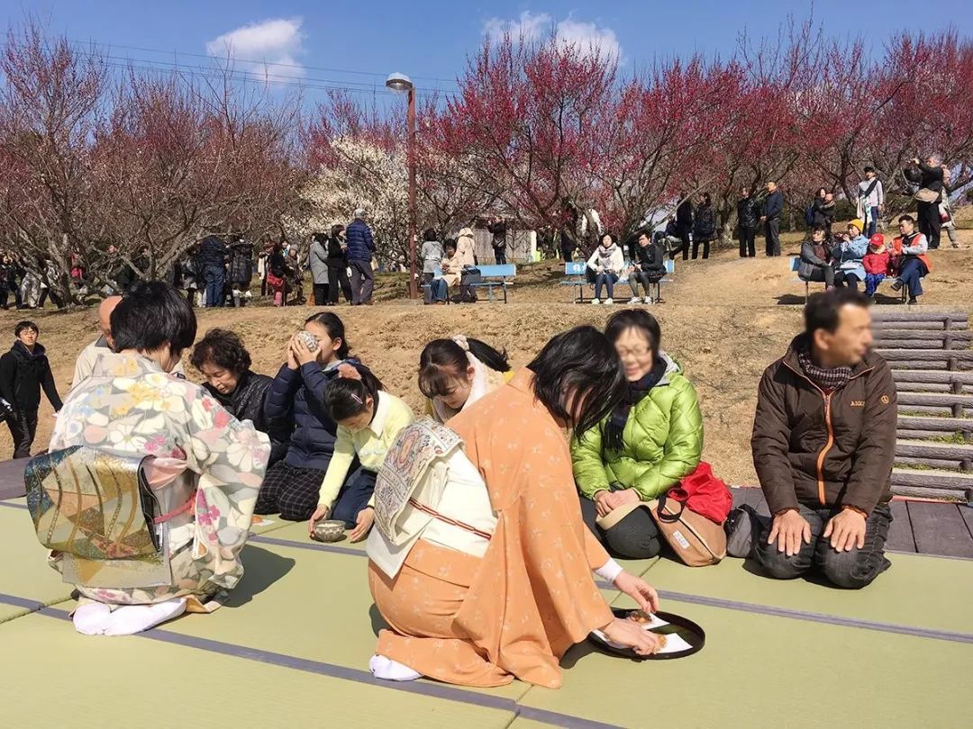 日本这个村种梅子每户年收16万，还种出了“世界文化遗产”